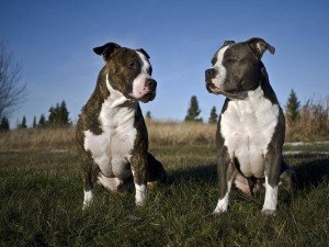 Американський стаффордширський терєр: фото і ціна, порода собак і цуценят