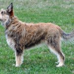 Бельгійські вівчарки: малінуа, грюнендаль, тервюрен, лакенуа   все про породах, фотогалерея