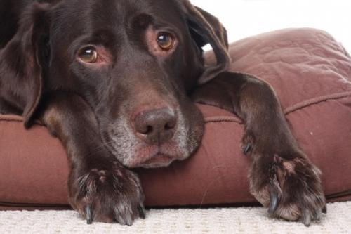 Хвороби нирок у собак   симптоми і лікування ниркової недостатності