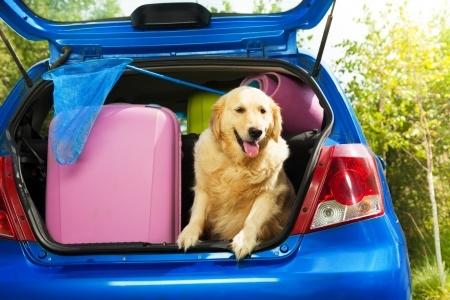 Подорож з домашніми тваринами: як вижити в автомобільній подорожі
