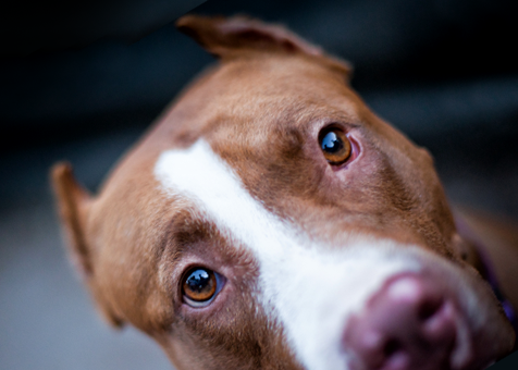 Вестибулярний синдром у собак   симптоми, причини і лікування
