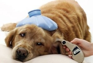 Собаку вкусив кліщ: симптоми, лікування в домашніх умовах, наслідки