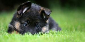 Клички собак псів: німецькі, для великих, мисливських, гончих і лайок