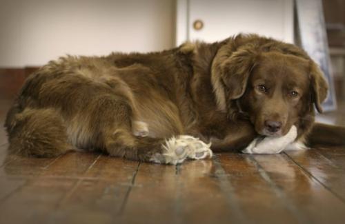 Дисплазія кульшового суглоба у собаки