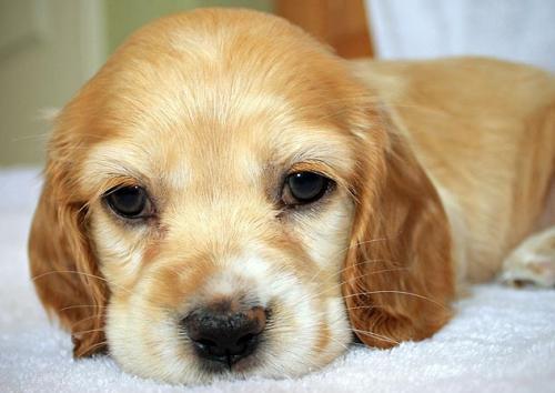 8 фактів про стерилізацію собак
