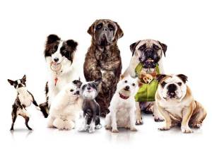 Найвідоміші породи собак: сенбернар, цвергпінчер, алабай, далматин