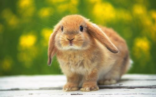 Кращі домашні породи кроликів