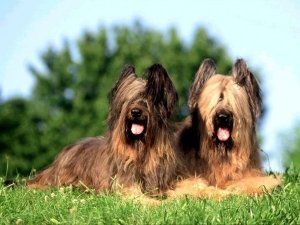 Порода собак Бріар: опис з фото, особливості характеру та догляду, ціна цуценя
