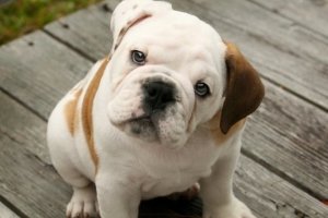 Бійцівські собаки: фото та назви, список порід і приблизна вартість