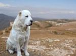 Собака алабай   опис породи та характеру середньоазіатської вівчарки