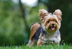 Йоркширський терєр: ціна цуценя, скільки коштує собака, міні та фото