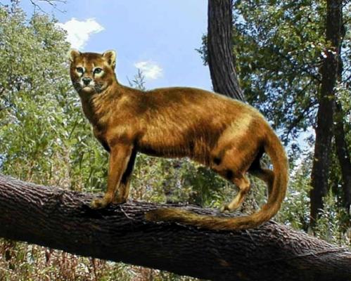 Походження кішок і їх давні предки