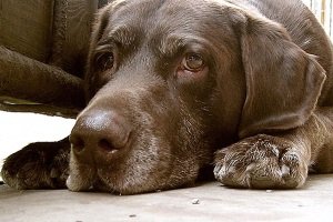 Собаку вкусив кліщ: симптоми, лікування в домашніх умовах, наслідки