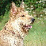Французькі породи овчаркок: босерон, бріар, пікарді, піренейська, гірська собака, фото