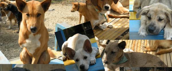 Притулок для собак в Москві: взяти цуценя маленького безкоштовно і віддати