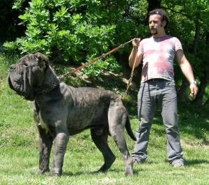 Найбільша порода собак в світі: фото, порода, німецький дог, мастиф