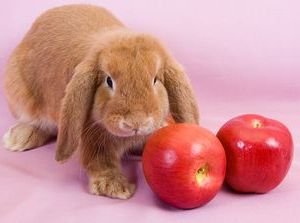 Кролики породи баран   висловухі карликові: фото. догляд, ціни, відео, відгуки