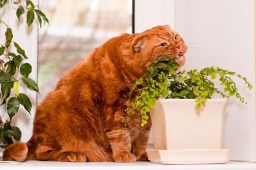 Отруйні рослини та квіти для кішок