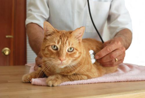 Панкреатит у кішок   симптоми, причини розвитку та лікування