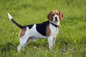 Бігль: опис характеру і породи собаки, фото, особливості догляду і ціна