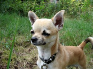 Собака чихуахуа: опис породи, характер з фото і відео