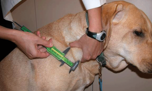 Лімфома у собак: симптоми і лікування