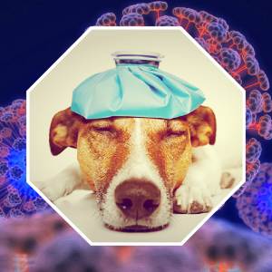 Чумка у собак: симптоми, лікування хвороби, як лікувати, ціни на ліки