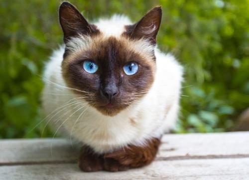 Сіамська кішка   опис породи та характеру