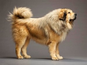 Тибетський мастиф: фото з людиною, найбільший в світі, ціна собаки