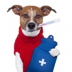 Нормальна температура в собак: яка вважається, коли вимірювати, способи