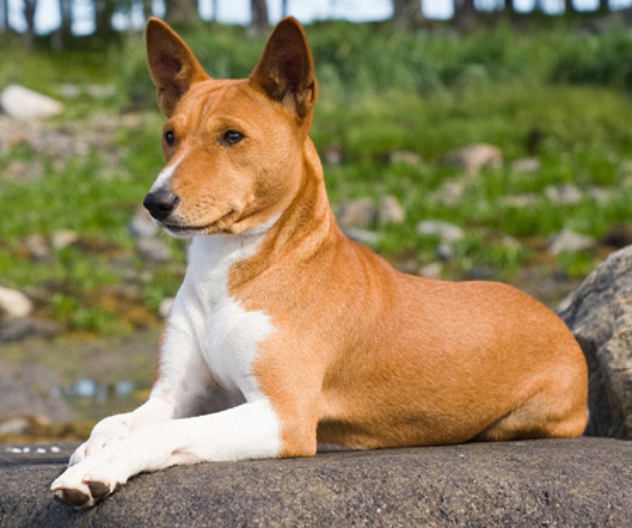 Нелиняющие породи собак: 20 гіпоалергенних порід