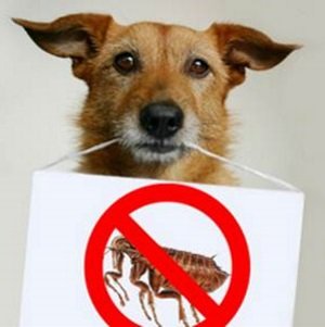 Пироплазмоз у собак: симптоми, виявлення, лікування в домашніх умовах