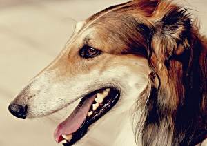 Найкрасивіші породи собак в світі: фото ретривера, помераского шпіца