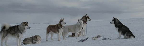 Фільми про собак: список кращих дивитися, Біле ікло, Хатіко, Бетховен