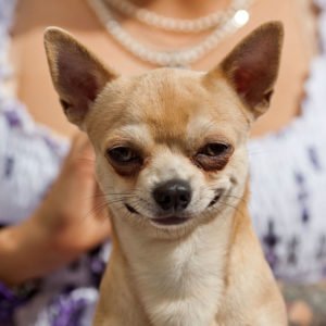 Собака чихуахуа: опис породи, характер з фото і відео