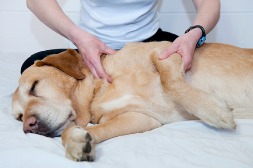 Альтернативні методи лікування для собак
