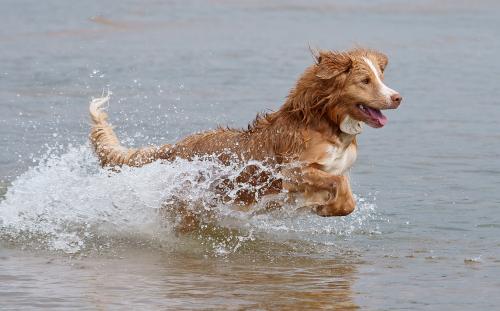 Собака у воді   безпечне купання вихованця