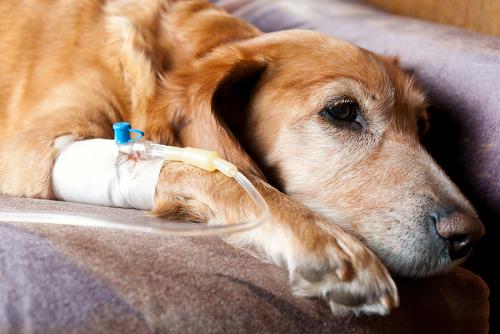Хіміотерапія у собак і кішок
