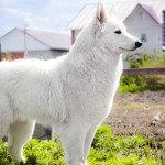 Біла швейцарська вівчарка   опис породи, стандарт, характер, відгуки власників, фото