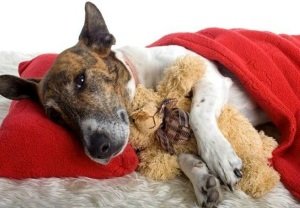 Пироплазмоз у собак: симптоми, виявлення, лікування в домашніх умовах