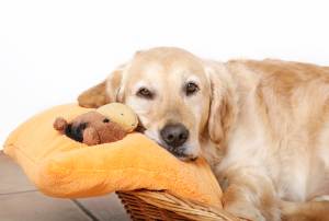 Тічка у собак: скільки днів триває перша у дрібних порід, великих, середніх