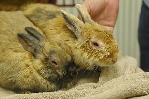 Міксоматоз у кроликів: симптоми, профілактика і лікування