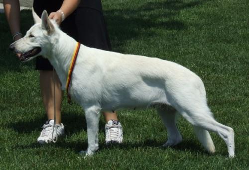 Біла німецька вівчарка   опис і характер породи