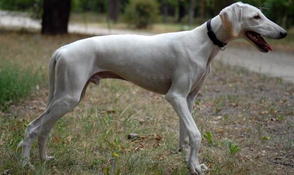 Мисливські собаки: фото та назви, породи терєр, гончі, лягаві, хорти