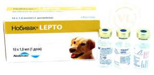 Нобівак для собак: інструкція, вакцина, ціна, відгуки господарів різних порід