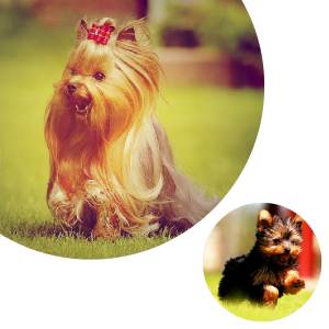 Маленькі собачки породи: фото та ціни, схожа на ведмедика, пухнаста