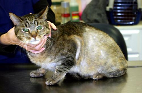 Демодекоз у кішок   симптоми і лікування.