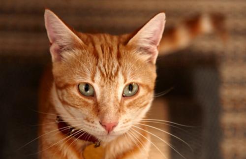Агресія у кішки при погладжуванні і пестощах