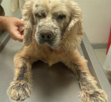 Демодекоз у собак   симптоми і лікування хвороби