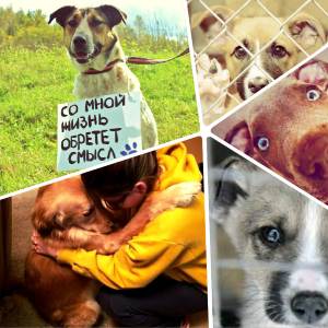 Притулок для собак в Москві: взяти цуценя маленького безкоштовно і віддати